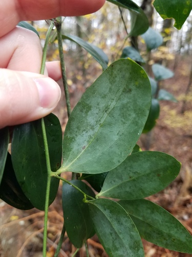 Smilax maritima, photograph 3