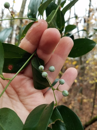 Smilax maritima, photograph 4