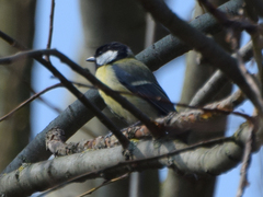 Parus major
