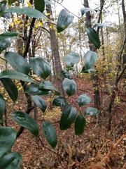 Smilax maritima, photograph Leila Dasher, CC BY, iNaturalist via GBIF