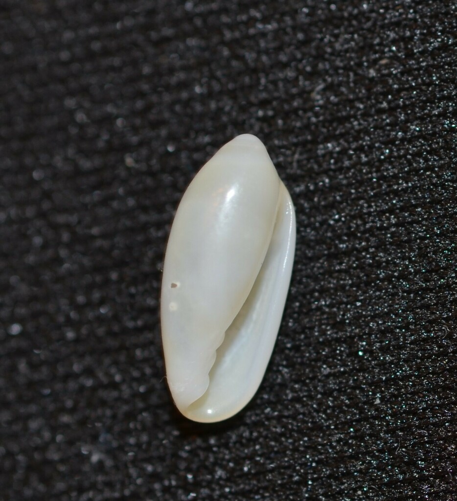 Volvarina abbreviata
