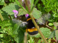 Bombus
