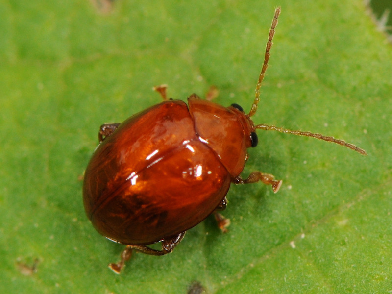 Sphaeroderma rubidum