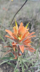 Castilleja lindheimeri
