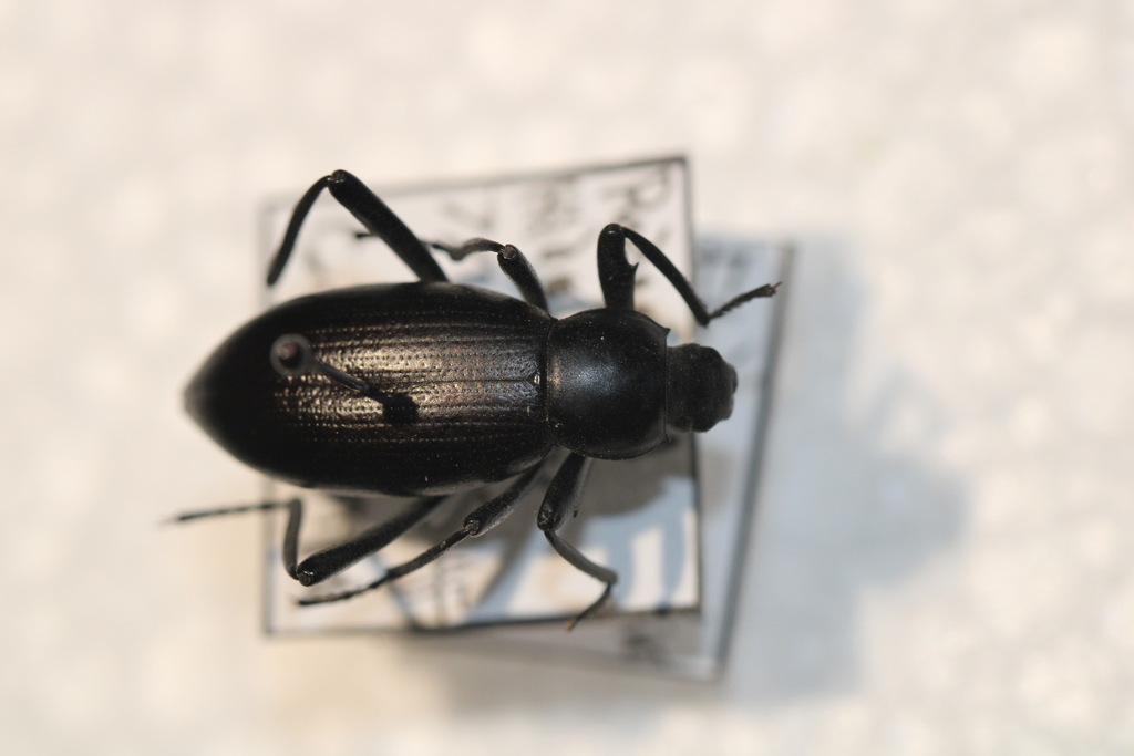Eleodes gracilis
