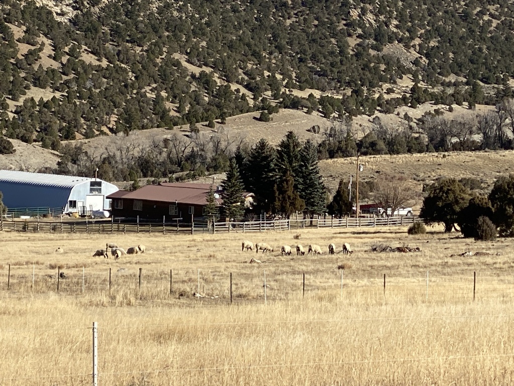 Trough Rd Domestic Sheep from Trough Rd, Bond, CO, US on November 11, 2023 at 10: ...