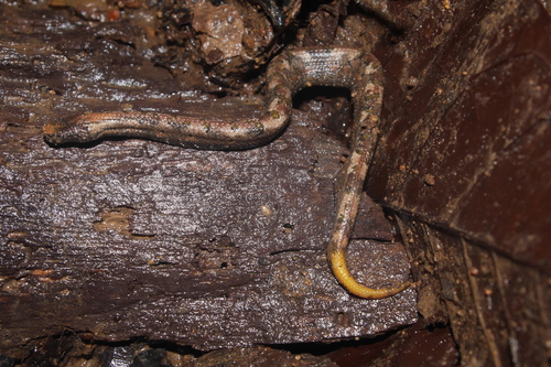 Northern Eyelash Boa