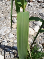 Arundo