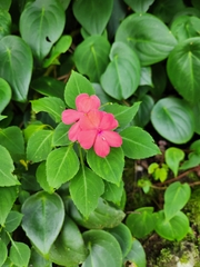 Impatiens walleriana image