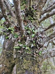 Polypodium scouleri image