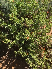 Delosperma testaceum
