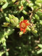 Delosperma testaceum