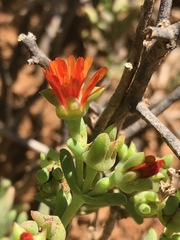 Delosperma testaceum