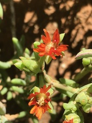 Delosperma testaceum