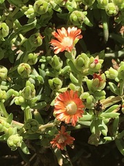 Delosperma testaceum