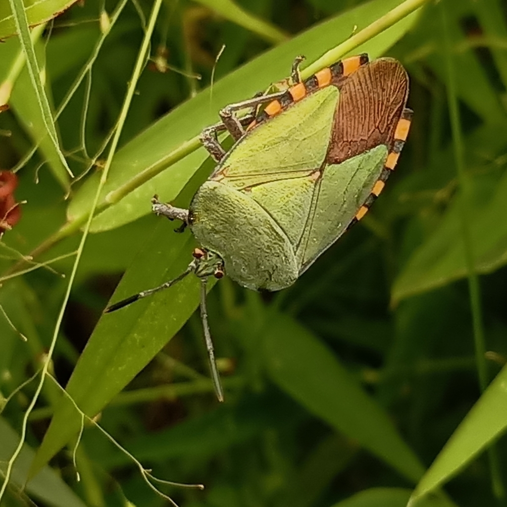 Giant Shield Bug from Ulu Pandan Park Connector on November 12, 2023 at ...