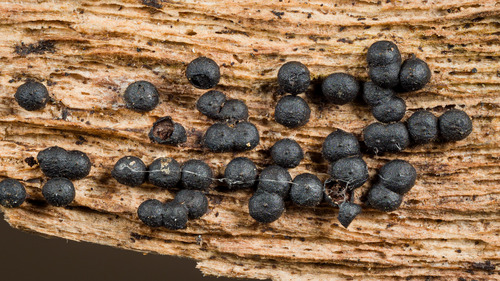 Rosellinia subiculata
