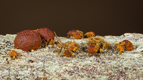 Hypoxylon howeanum
