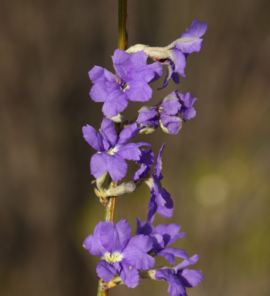 Dampiera tenuicaulis