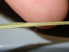 Carex gynodynama
