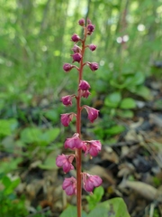 Pyrola asarifolia incarnata