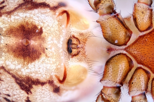 Noble Fettspinne