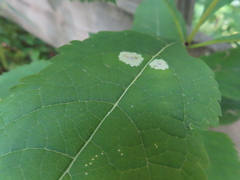 Calycomyza flavinotum