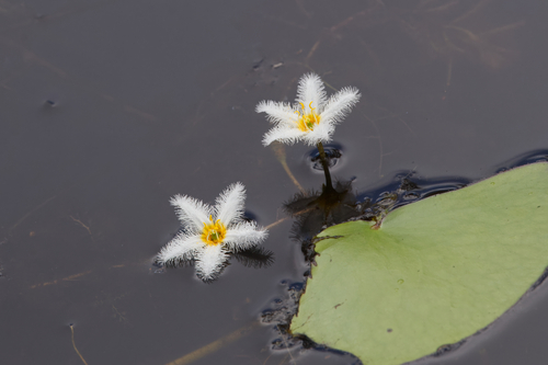 Nymphoides indica
