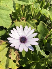 Dimorphotheca ecklonis