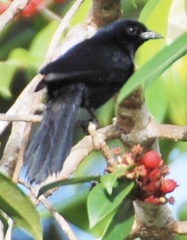 Lampropsar tanagrinus