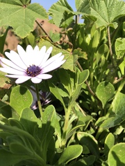 Dimorphotheca ecklonis