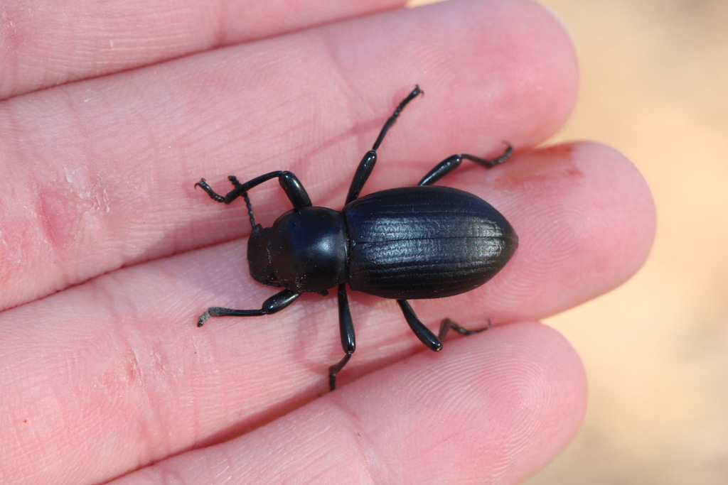 Coelocnemis magna