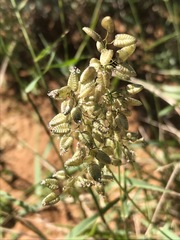 Eragrostis obtusa