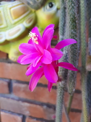 Aporocactus flagelliformis