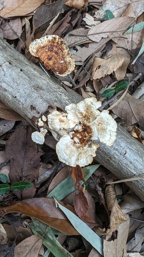 Microporus vernicipes