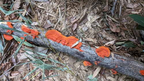Trametes coccinea