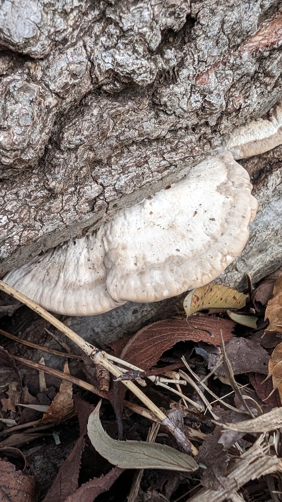 Trametes orientalis · November 2023 · photo: © atsushi_nakajima_cirque (iNaturalist, cc-by)