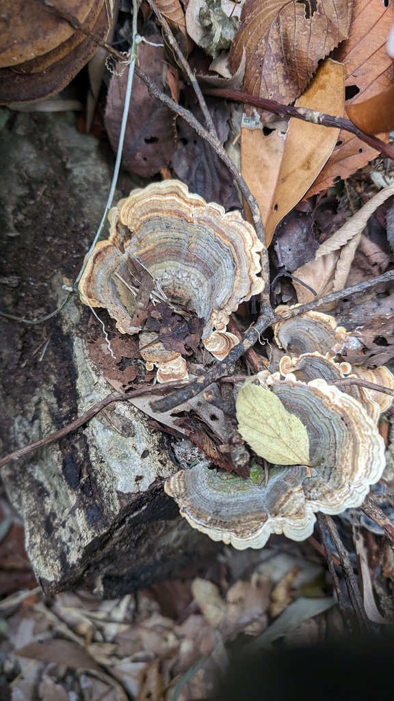 Microporus affinis · November 2023 · photo: © atsushi_nakajima_cirque (iNaturalist, cc-by)