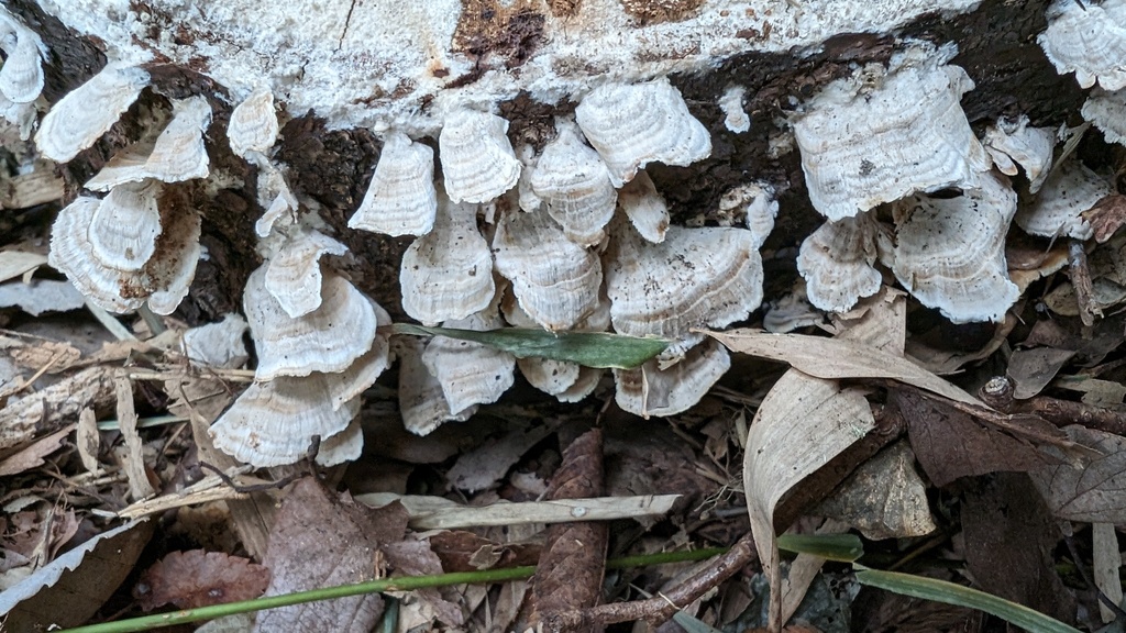 Trichaptum biforme · November 2023 · photo: © atsushi_nakajima_cirque (iNaturalist, cc-by)