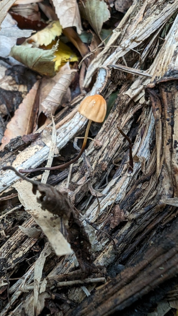 Marasmius siccus · November 2023 · photo: © atsushi_nakajima_cirque (iNaturalist, cc-by)