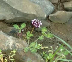 Trifolium variegatum