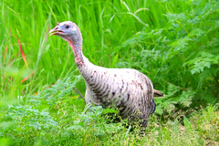 Meleagris gallopavo