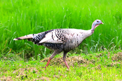Meleagris gallopavo