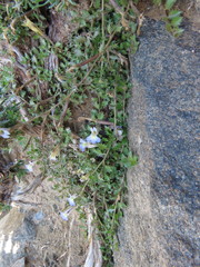 Lobelia thermalis