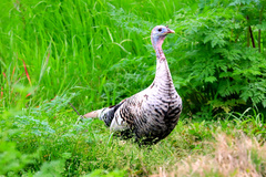Meleagris gallopavo