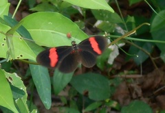 Heliconius erato hydara