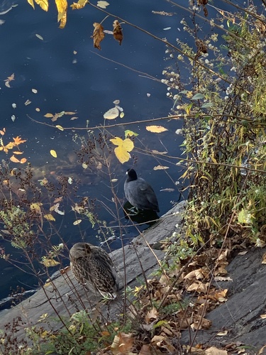 American Coot photographed in New York