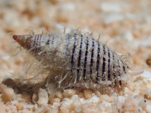 Domiporta filaris observed 2023-10-12
