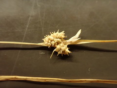 Carex viridula viridula