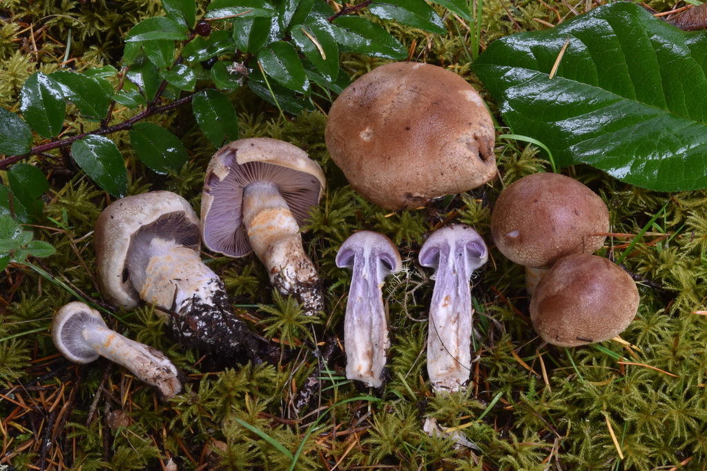 Cortinarius caesiifolius